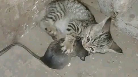 当老鼠遇见猫只有被揍的份